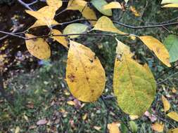 Image of northern spicebush