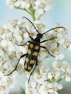 Image of Leptura quadrifasciata Linné 1758