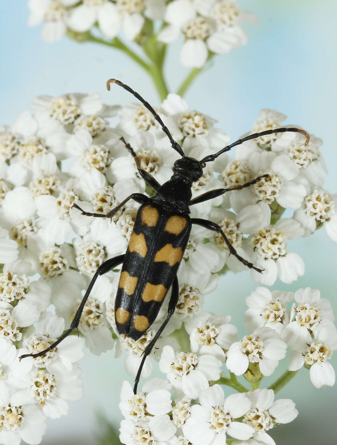 Image of Leptura quadrifasciata Linné 1758