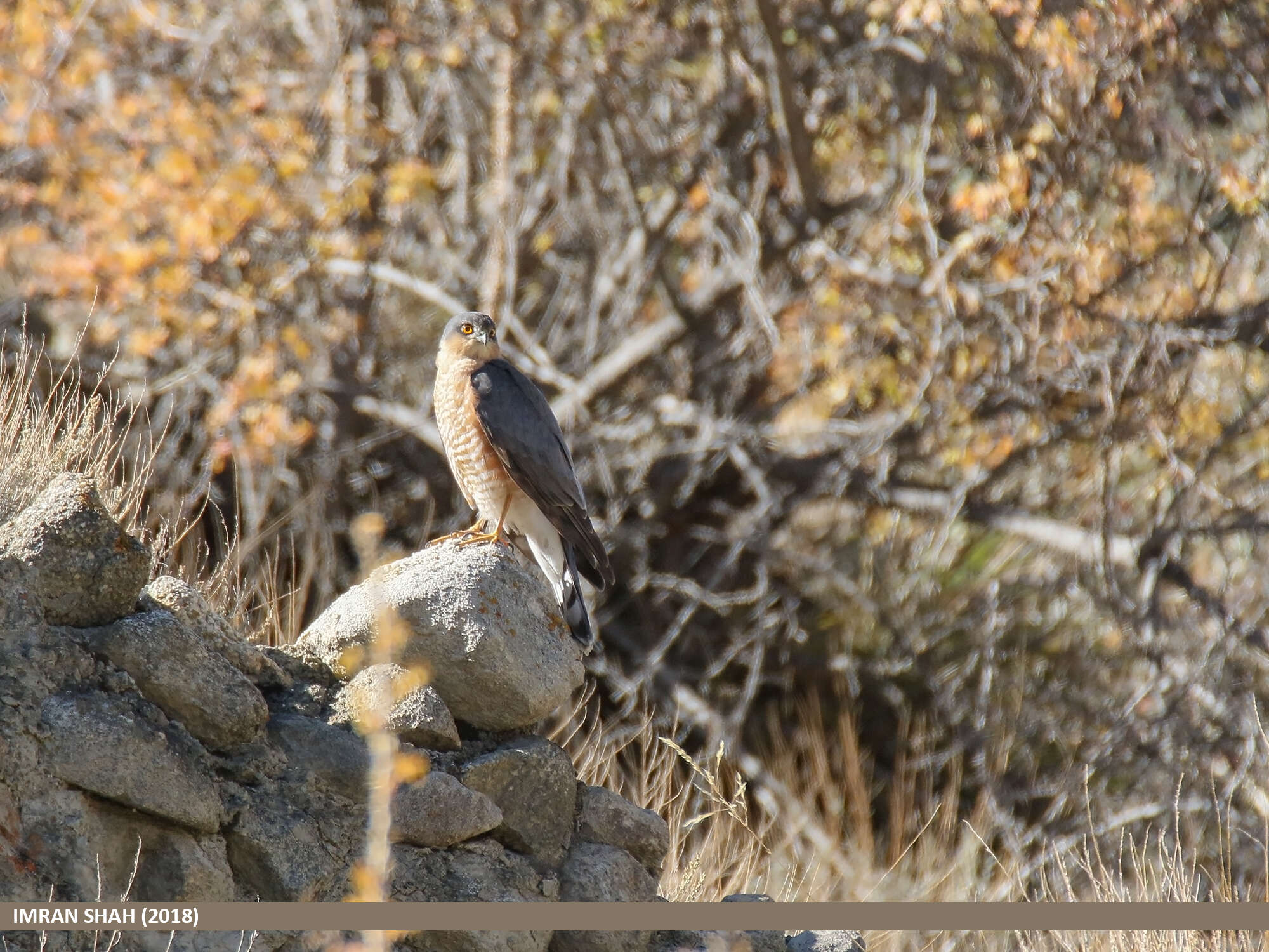 Image of Eurasian Sparrowhawk