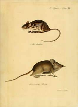 Image of Barbary Lemniscomys