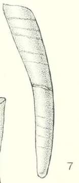 Image of Onchidella marginata (Couthouy ex Gould 1852)