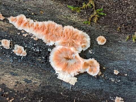 Image of Phlebia tremellosa (Schrad.) Nakasone & Burds. 1984