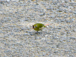 Image of Japanese White-eye