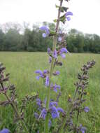 Imagem de Salvia pratensis L.