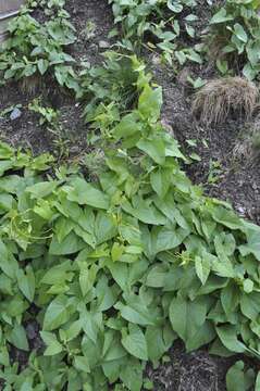 Image of Field Bindweed