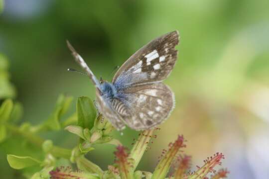 Image of Leptotes plinius