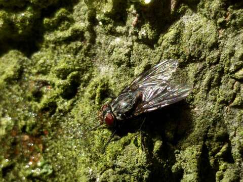 Image of Blue blowfly