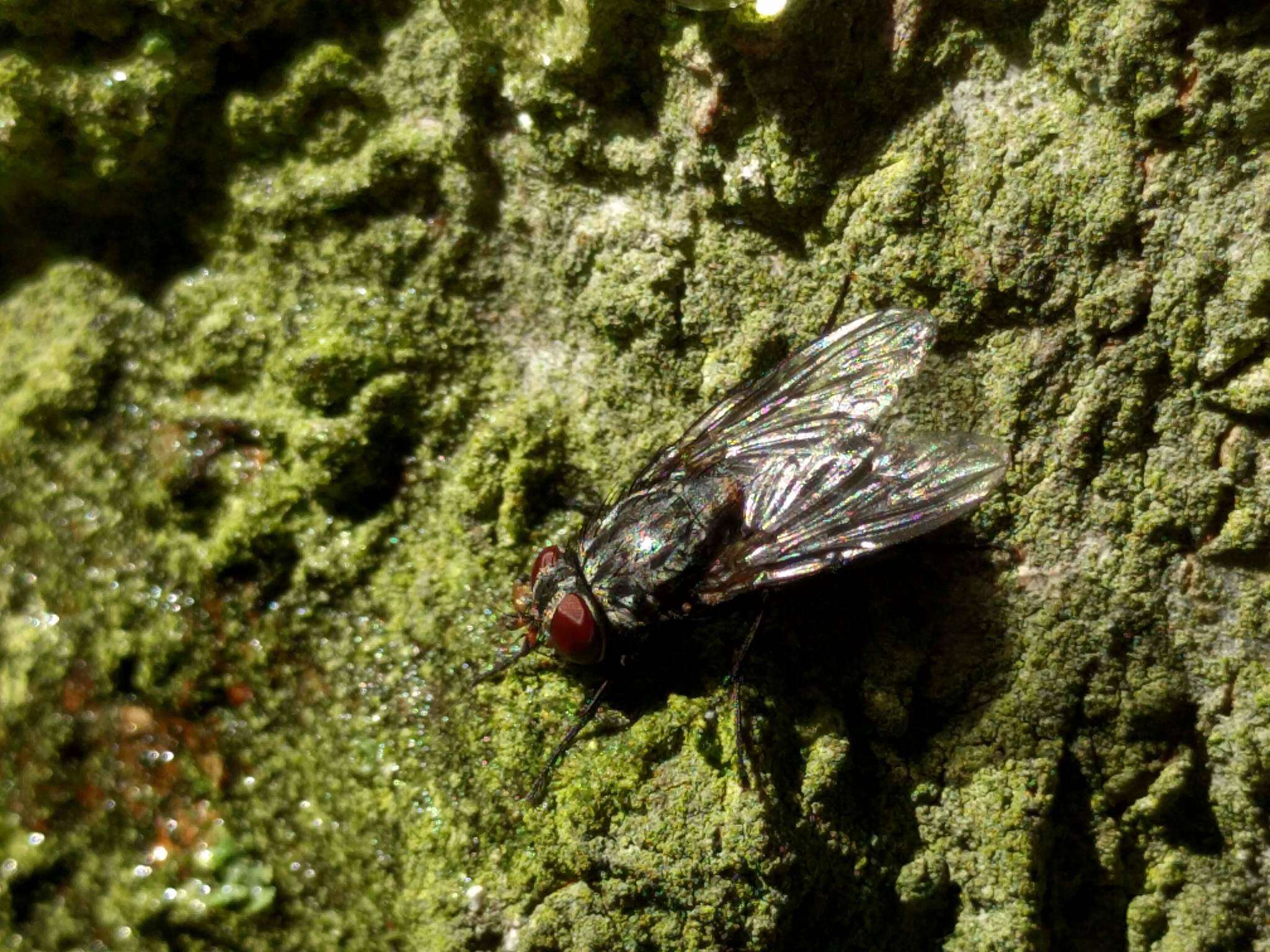 صورة Calliphora vicina Robineau-Desvoidy 1830