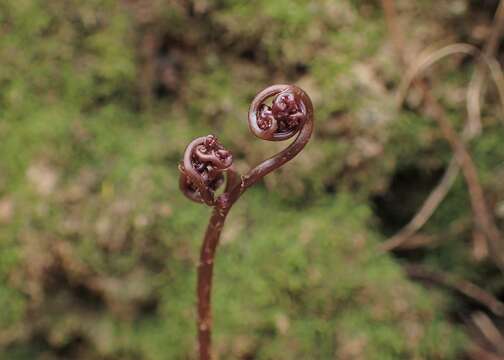 Image de Davallia canariensis (L.) Sm.