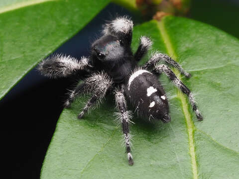 صورة Phidippus regius C. L. Koch 1846