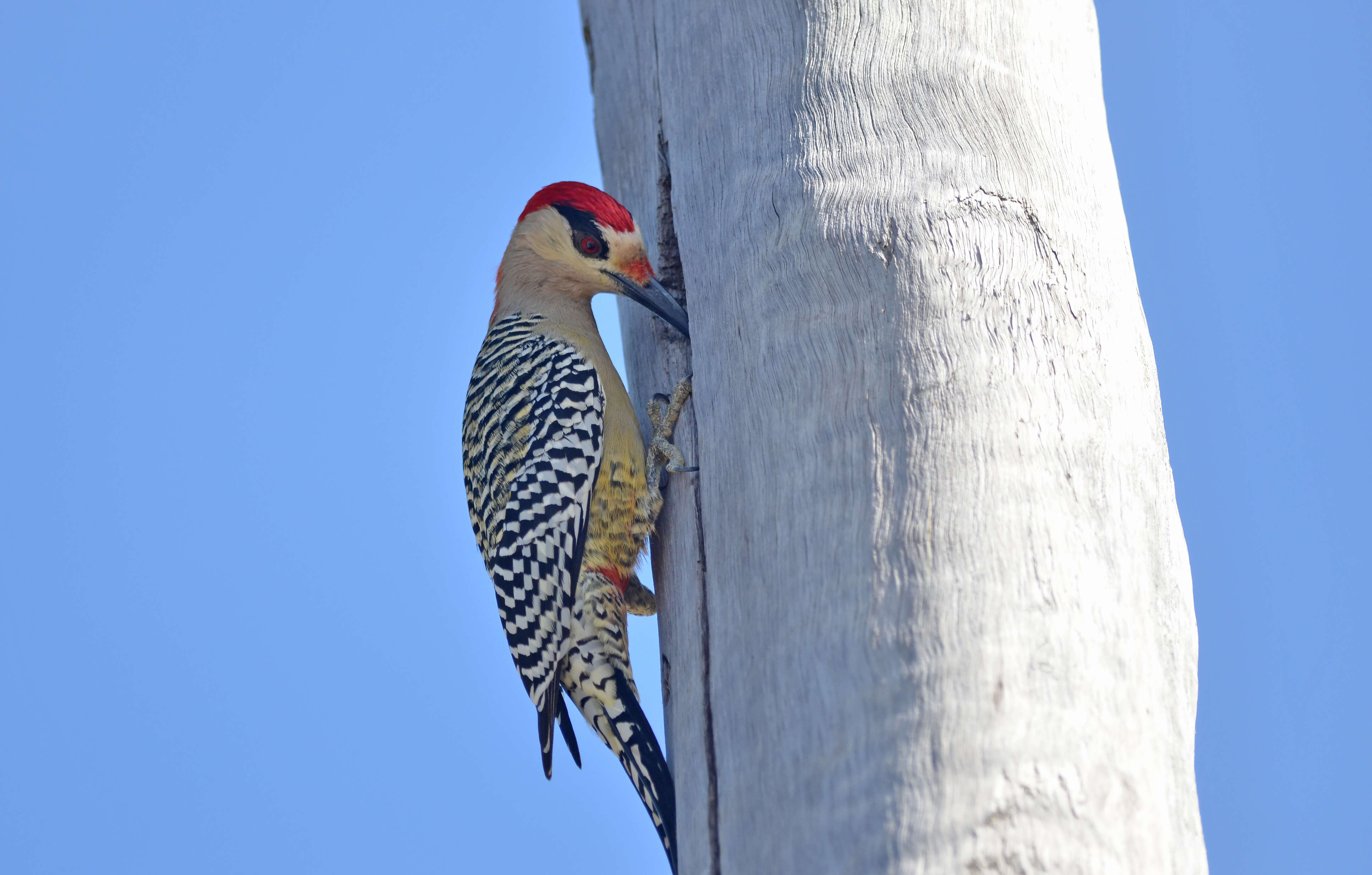 Image of West Indian Woodpecker