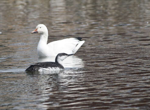 Image of Red-throated Diver