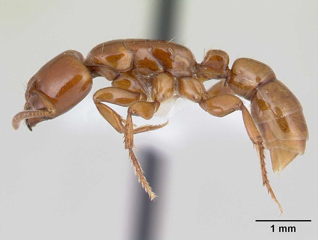 Imagem de Centromyrmex secutor