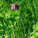 Imagem de Fritillaria tubiformis