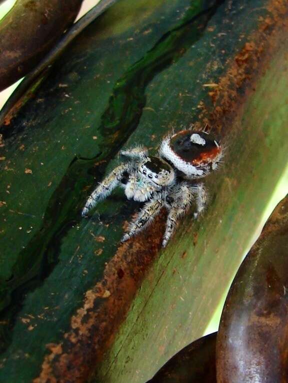 Image of Phidippus californicus Peckham & Peckham 1901