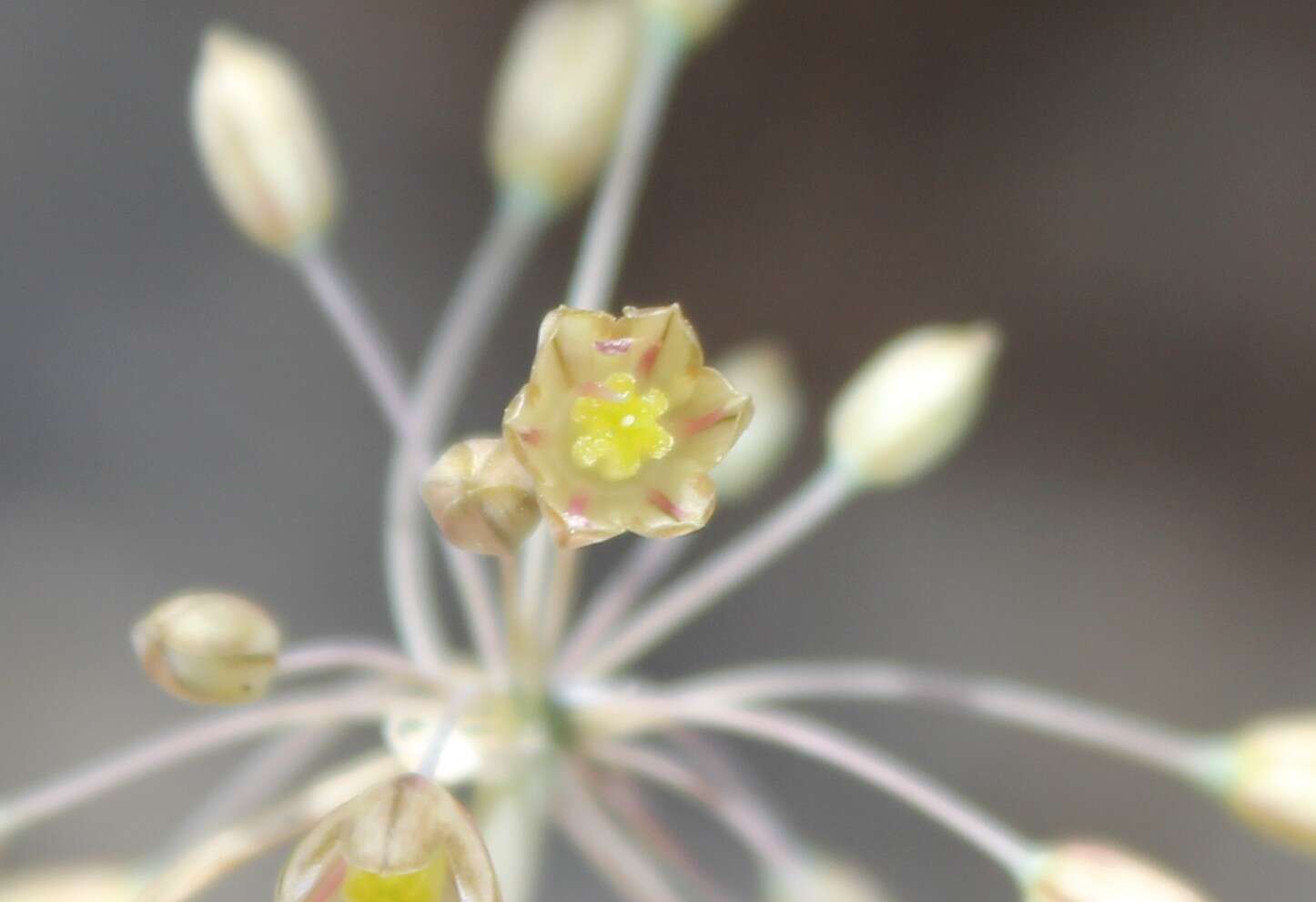 Image of Mediterranean onion