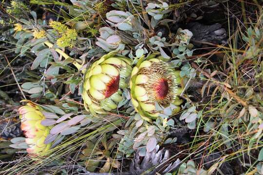 Image of Protea effusa E. Mey. ex Meissn.