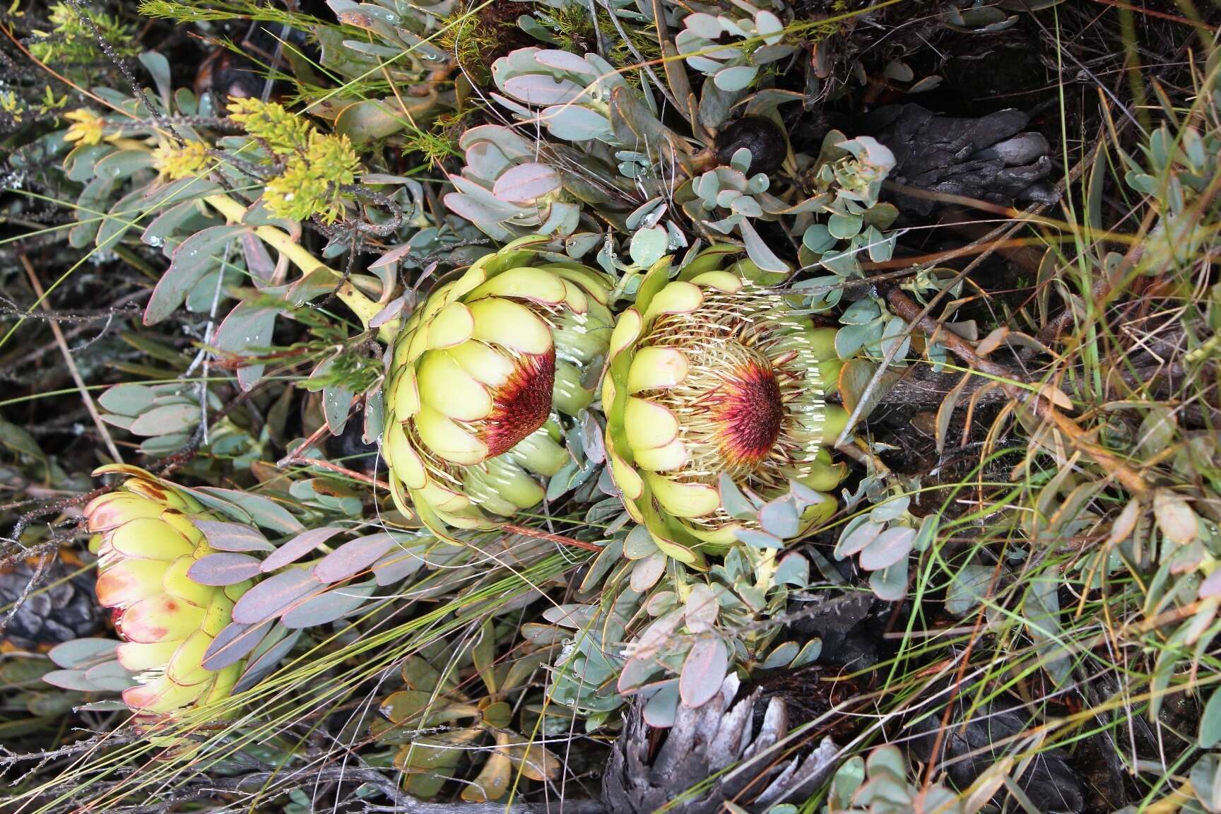 Image of Protea effusa E. Mey. ex Meissn.