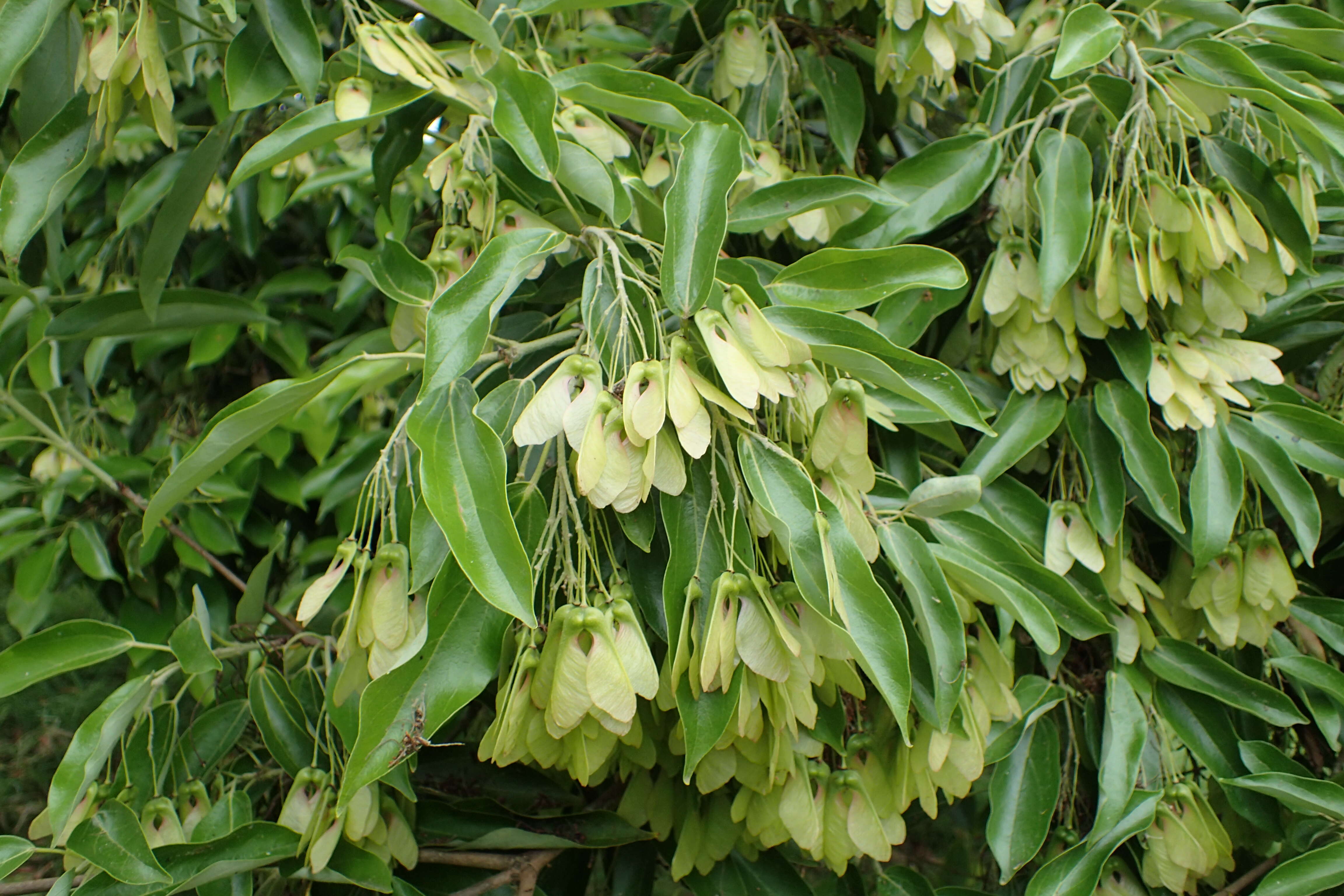 Acer coriaceifolium Leveille resmi