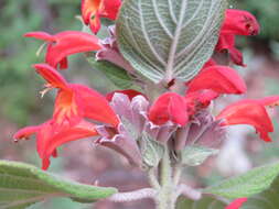 Image of Colquhounia coccinea Wall.