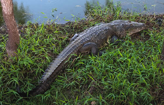 Image of Belize Crocodile