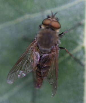 Image of Stiletto flies