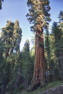 Image of giant sequoia