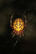 Image of Angulate & Roundshouldered Orbweaver