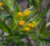 Image of hoary puccoon