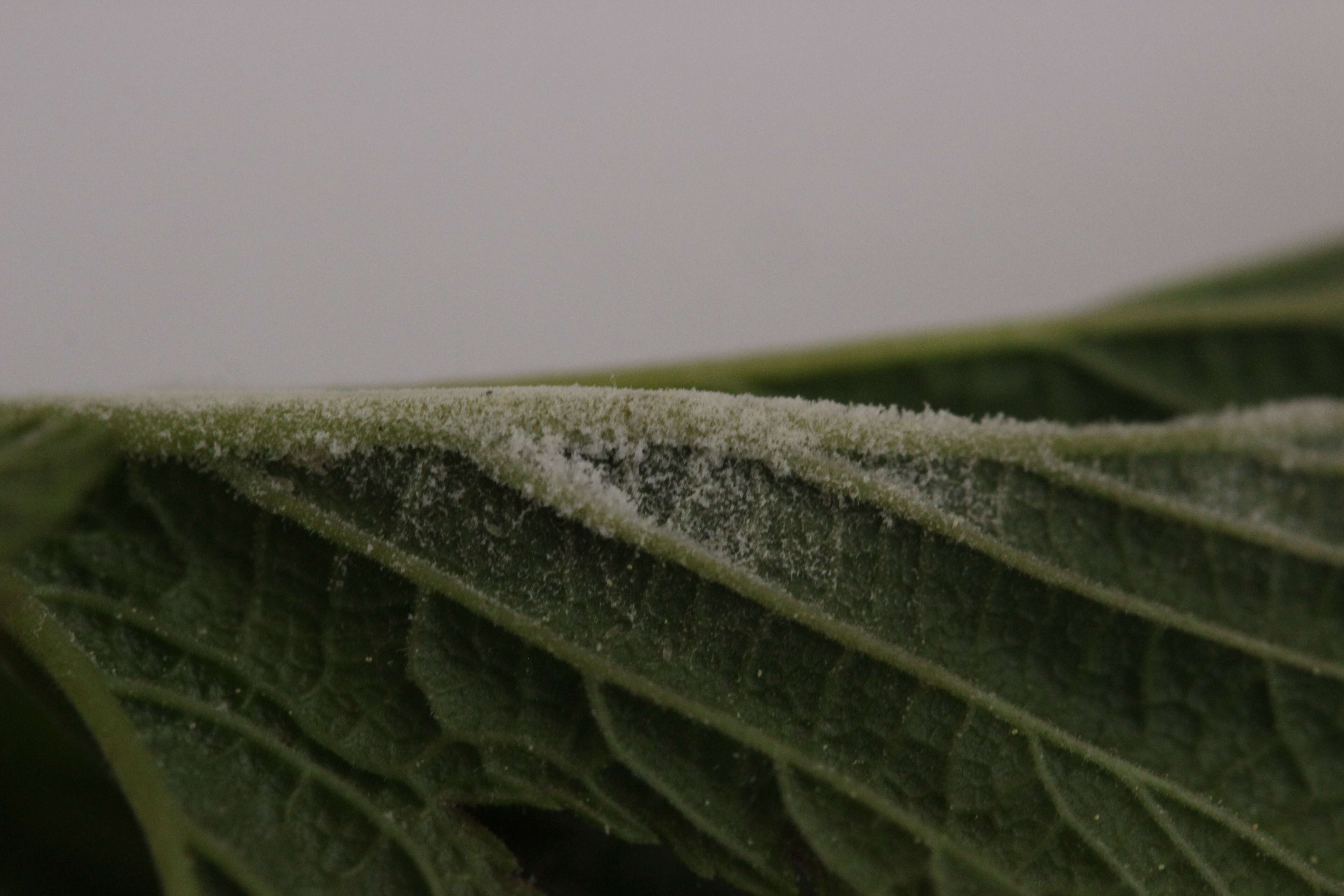 Podosphaera filipendulae (Z. Y. Zhao) T. Z. Liu & U. Braun 2010的圖片