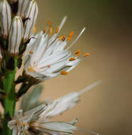 Image of White asphodel