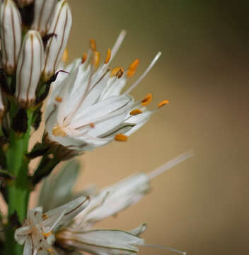 Image of White asphodel