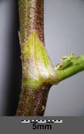 Image of chickpea milkvetch