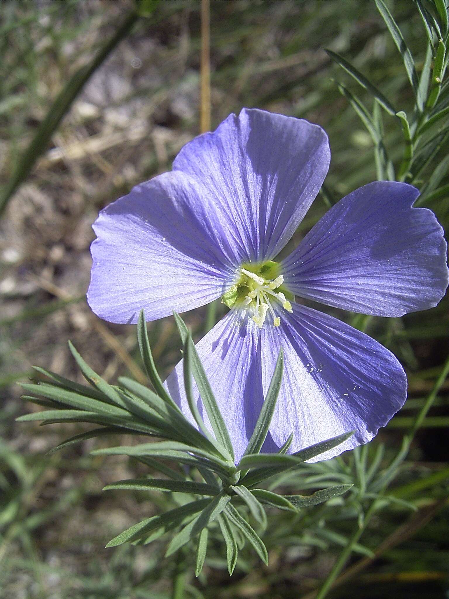 Image of Asian flax