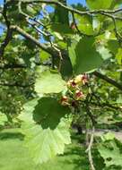 Image de Crataegus mollis (Torr. & Gray) Scheele