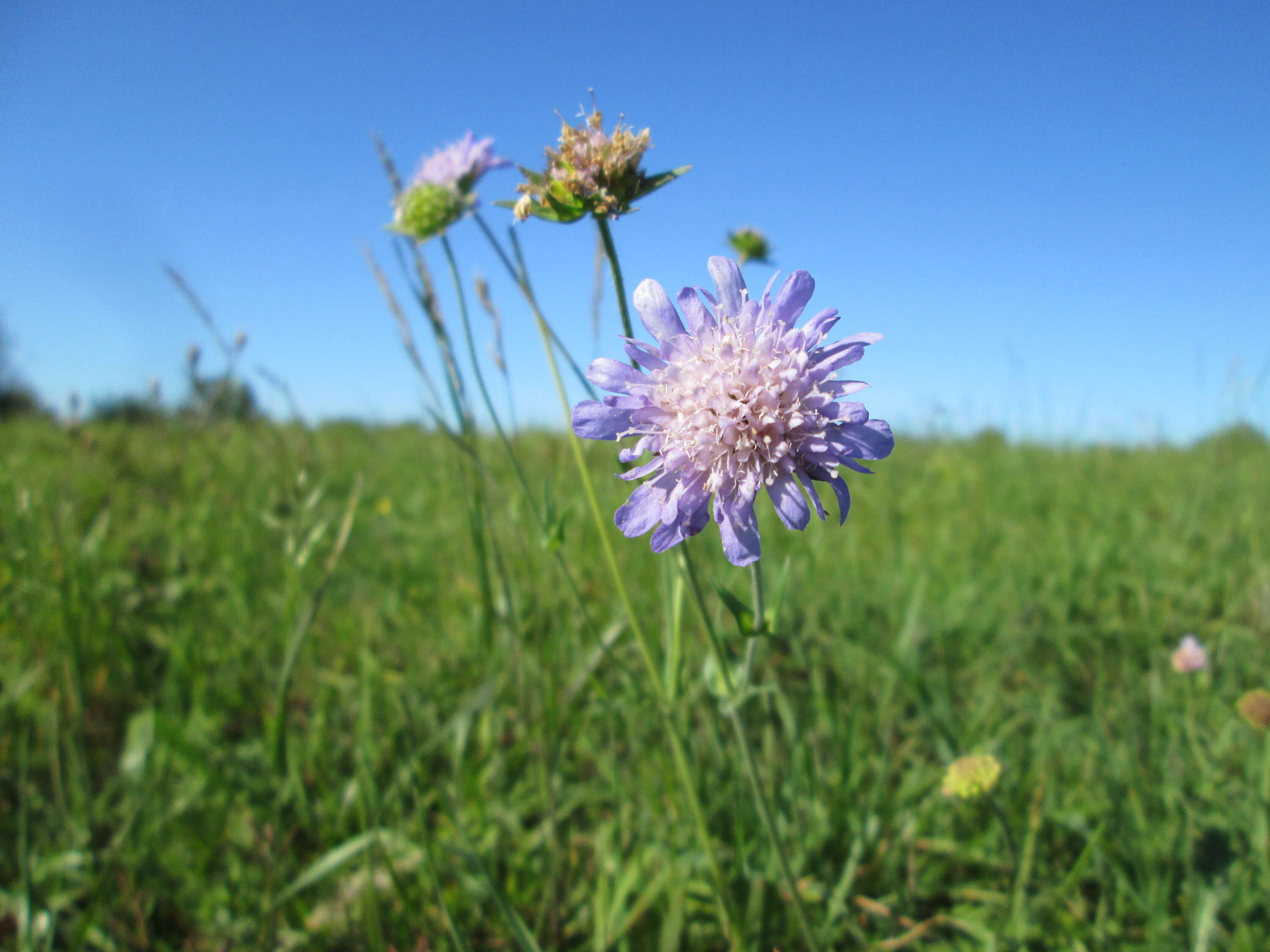 Слика од Knautia arvensis (L.) Coulter