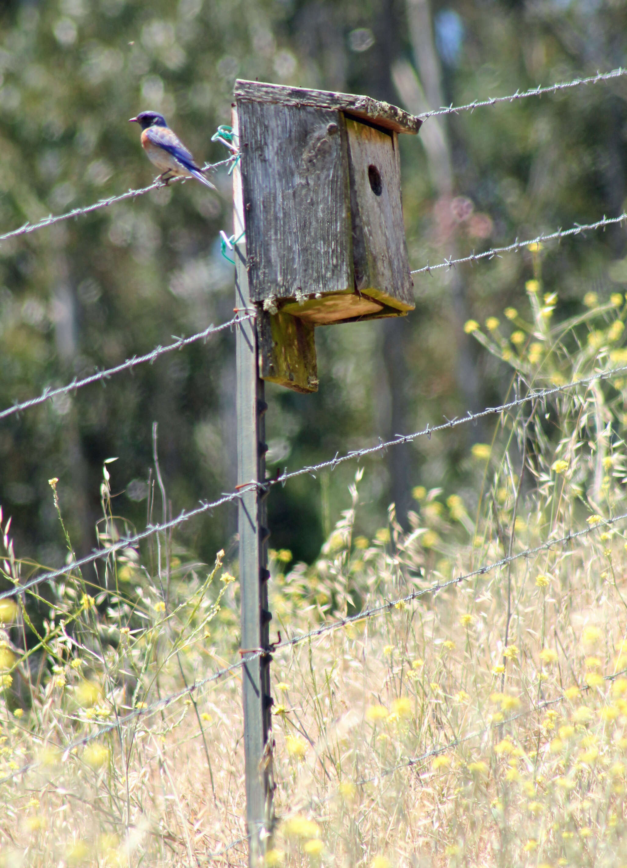 Image of Western Bluebird