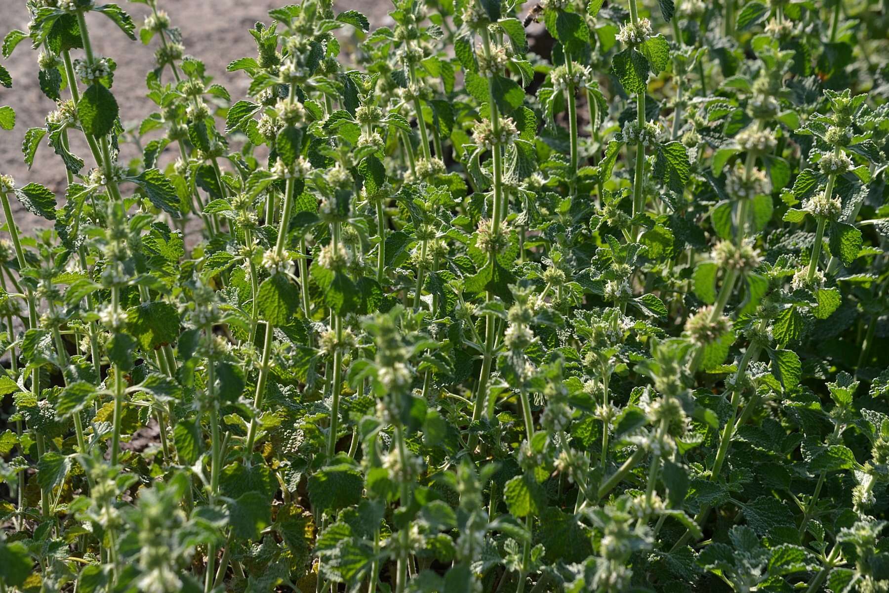 Image of horehound