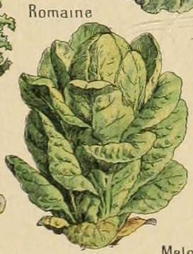 Image of Lactuca sativa var. longifolia