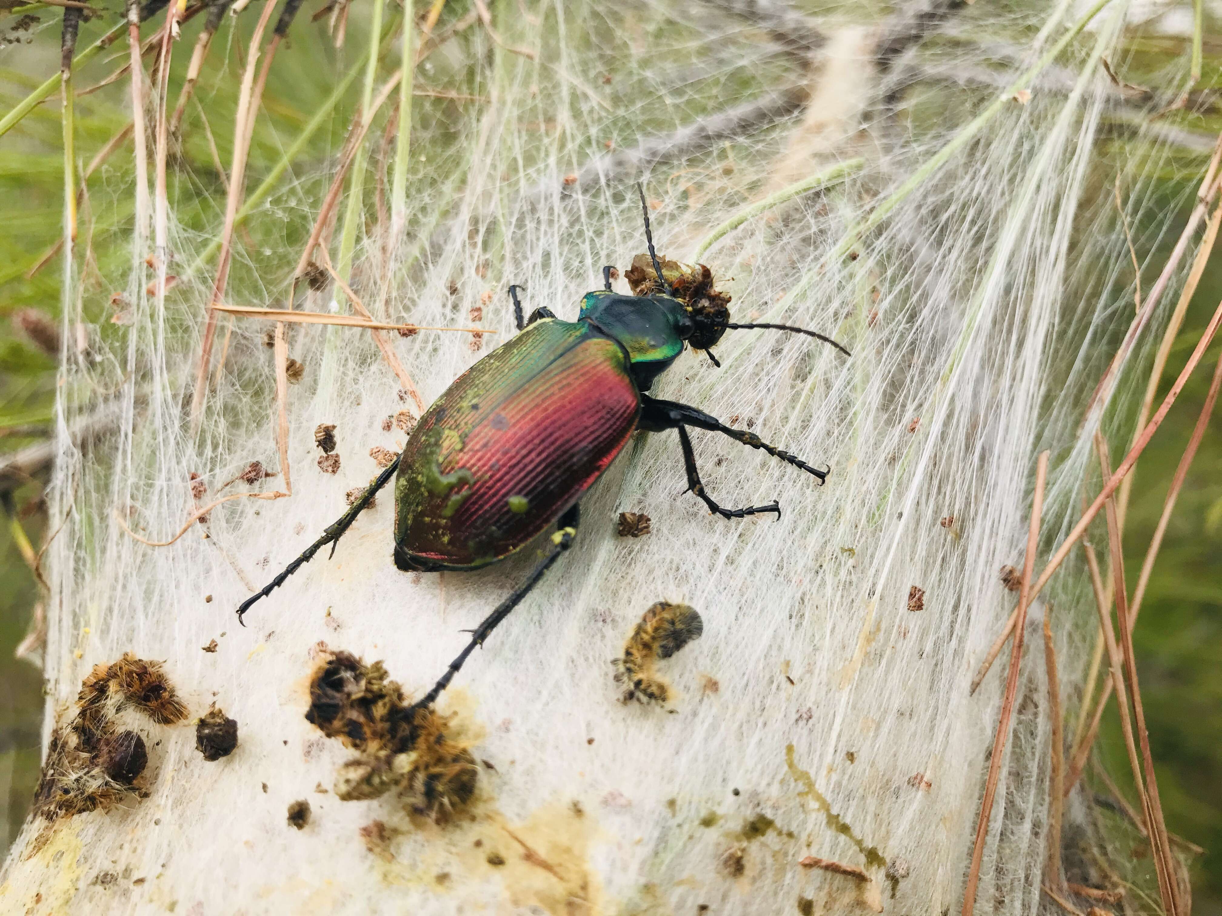 Image of forest caterpillar hunter