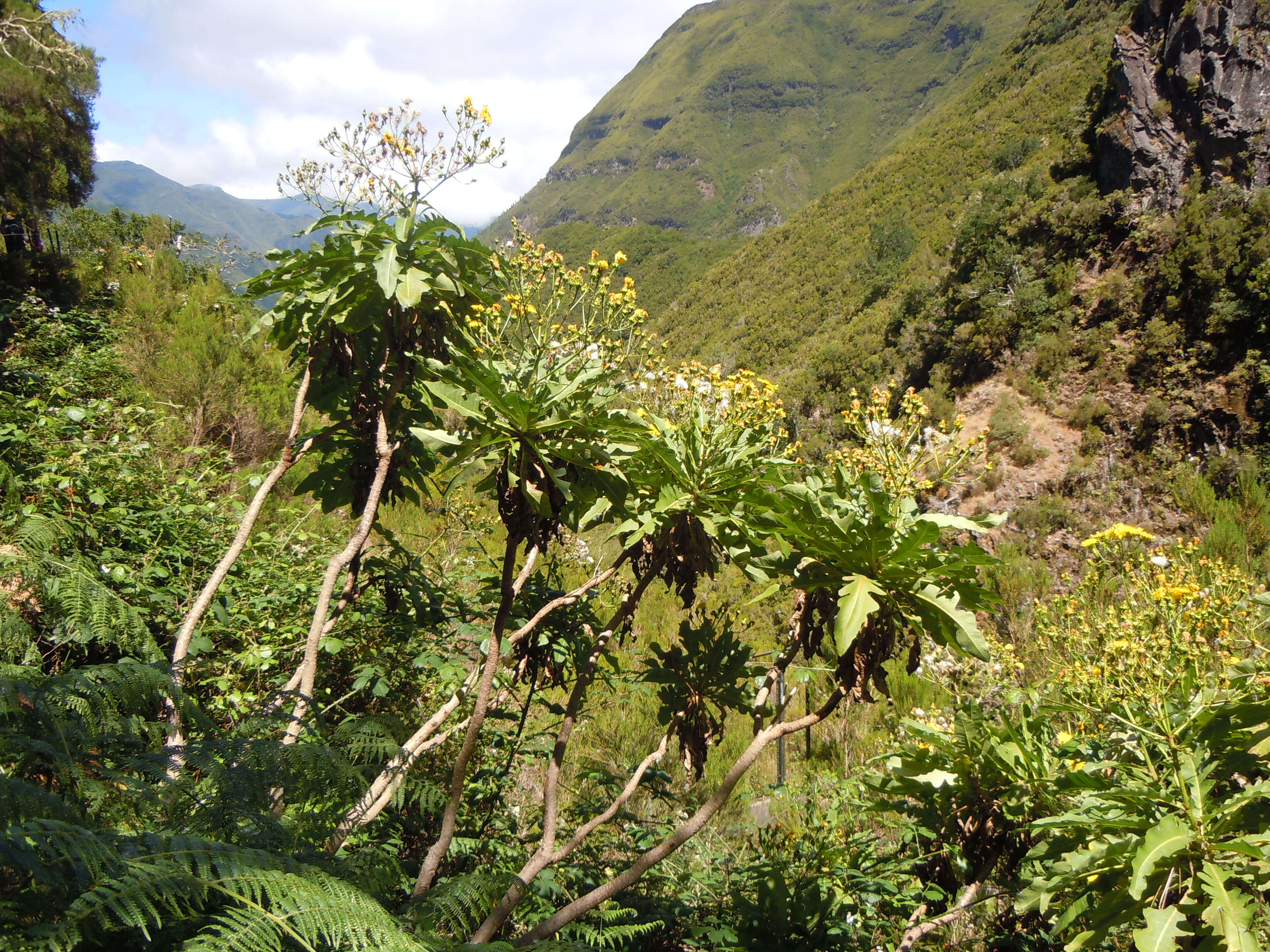 Image of Sonchus fruticosus L. fil.