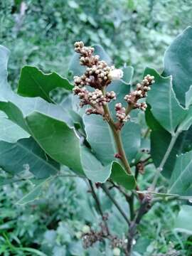 Image of Glycosmis pentaphylla (Retz.) Correa