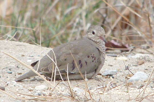 Image of Common Ground Dove