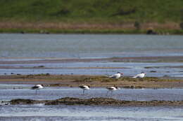 Image of Australian Red-necked Avocet