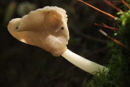 Helvella elastica Bull. 1785的圖片