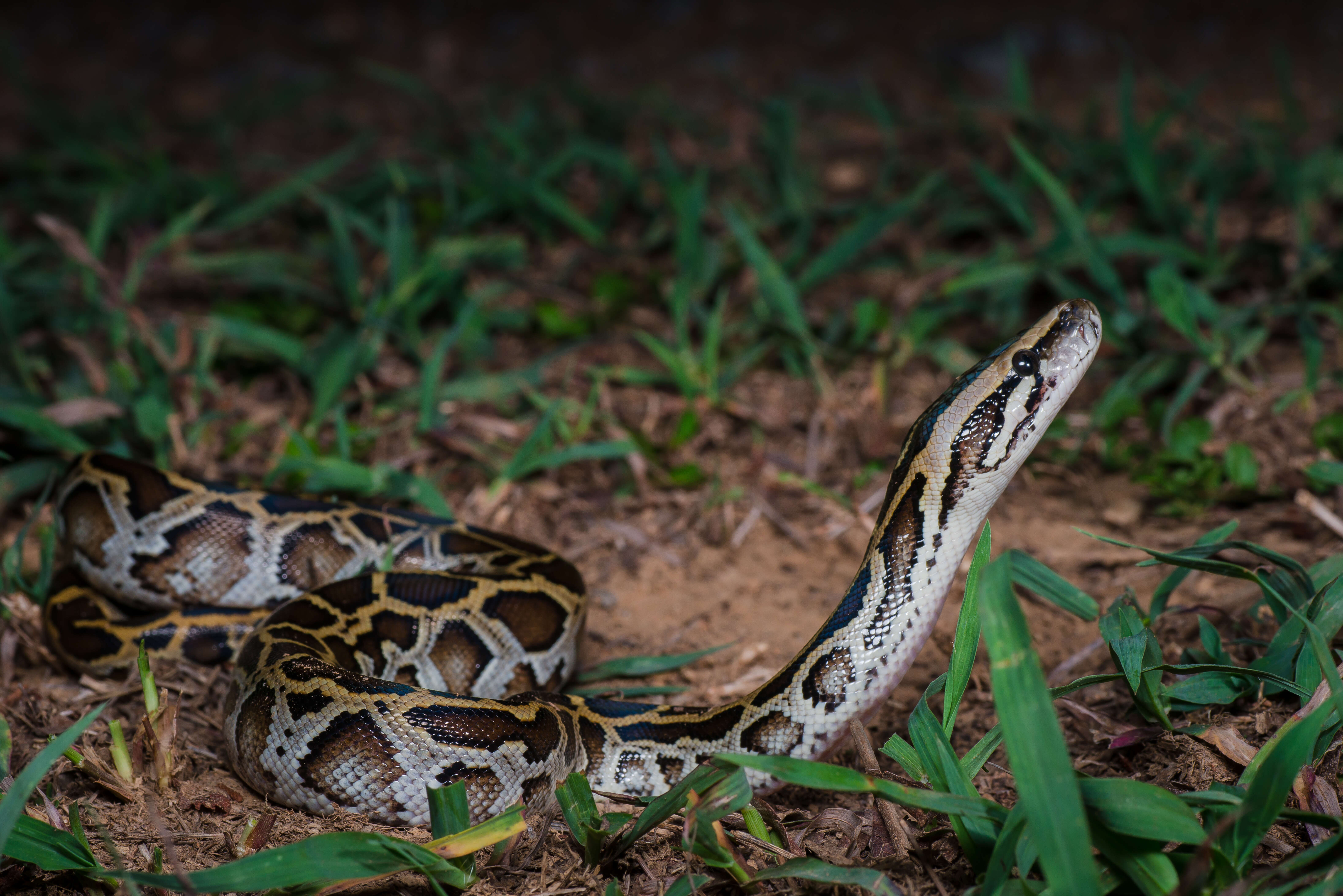 Image of Burmese python