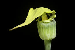 Image of Arisaema flavum (Forssk.) Schott