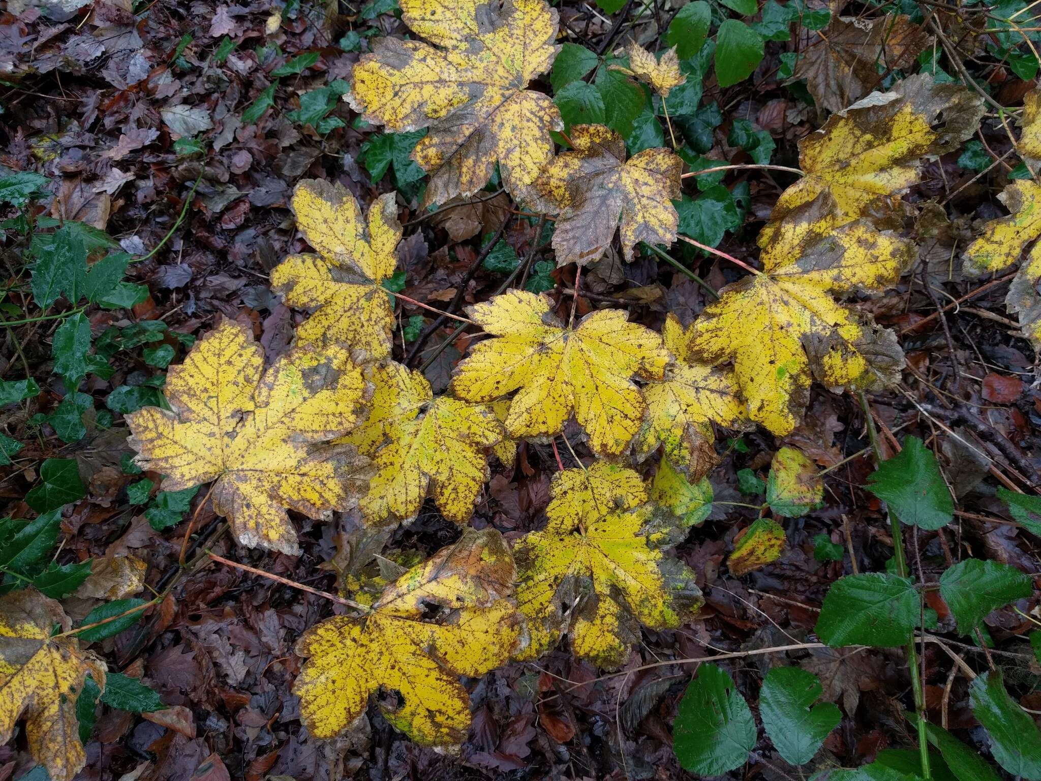 Imagem de Acer pseudoplatanus L.