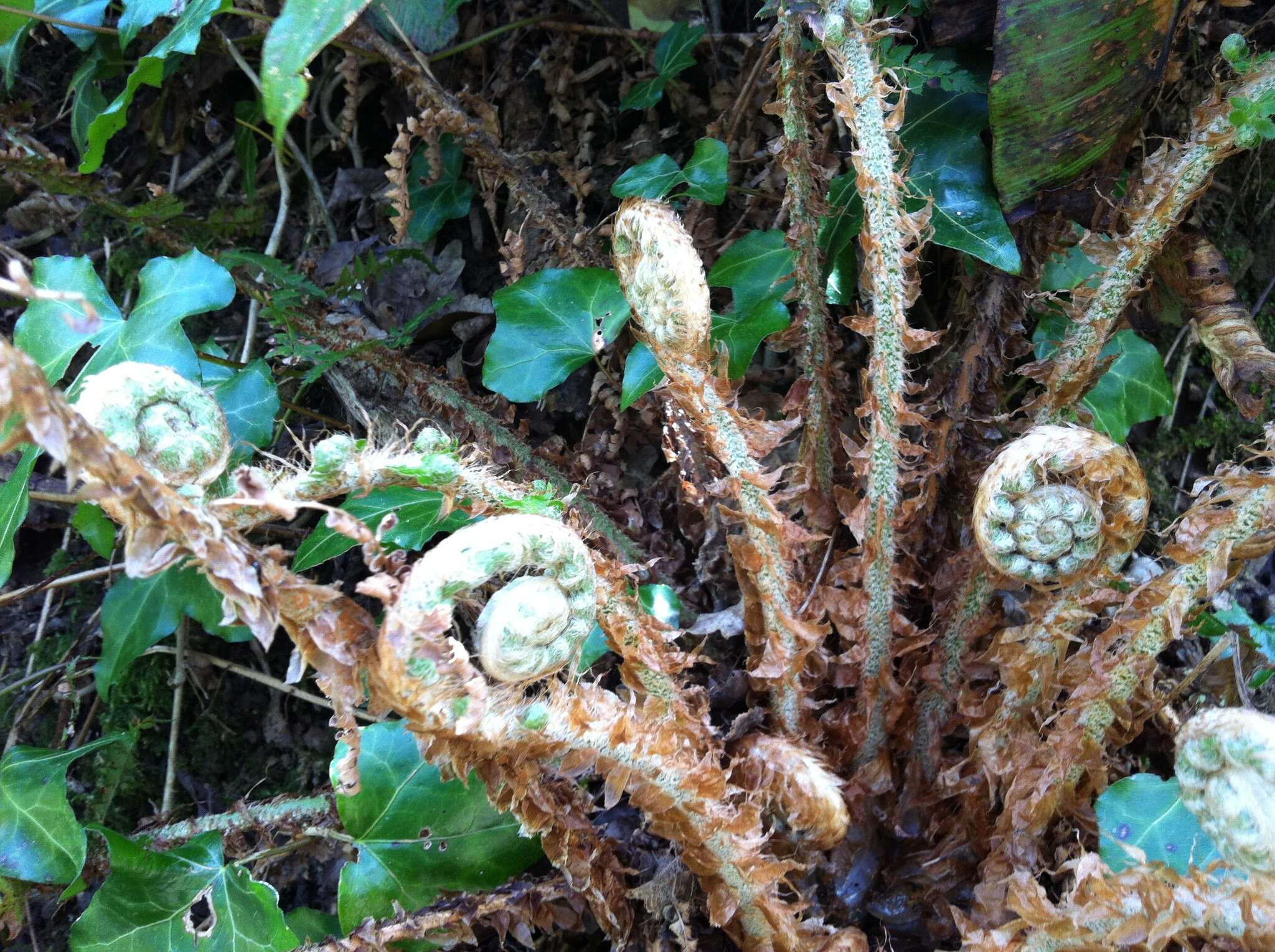 Image of Soft Shield Fern